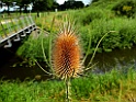 Grote Kaardebol [13492] 06-aug-2017 (de Doorbraak, Ypelo)